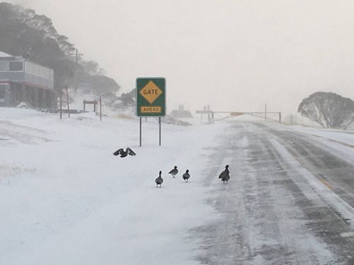 Perisher with ducks crossing the road