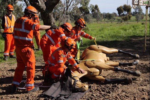 NSW SES large animal rescue training in Grafton | NSW State Emergency  Service