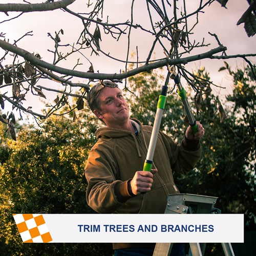 Trim trees and branches