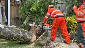 NSW SES volunteer cleaning up damaged trees after destructive winds