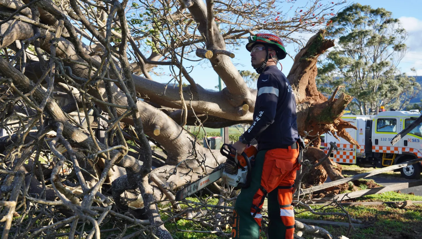 Chainsaw operator cutting a tree