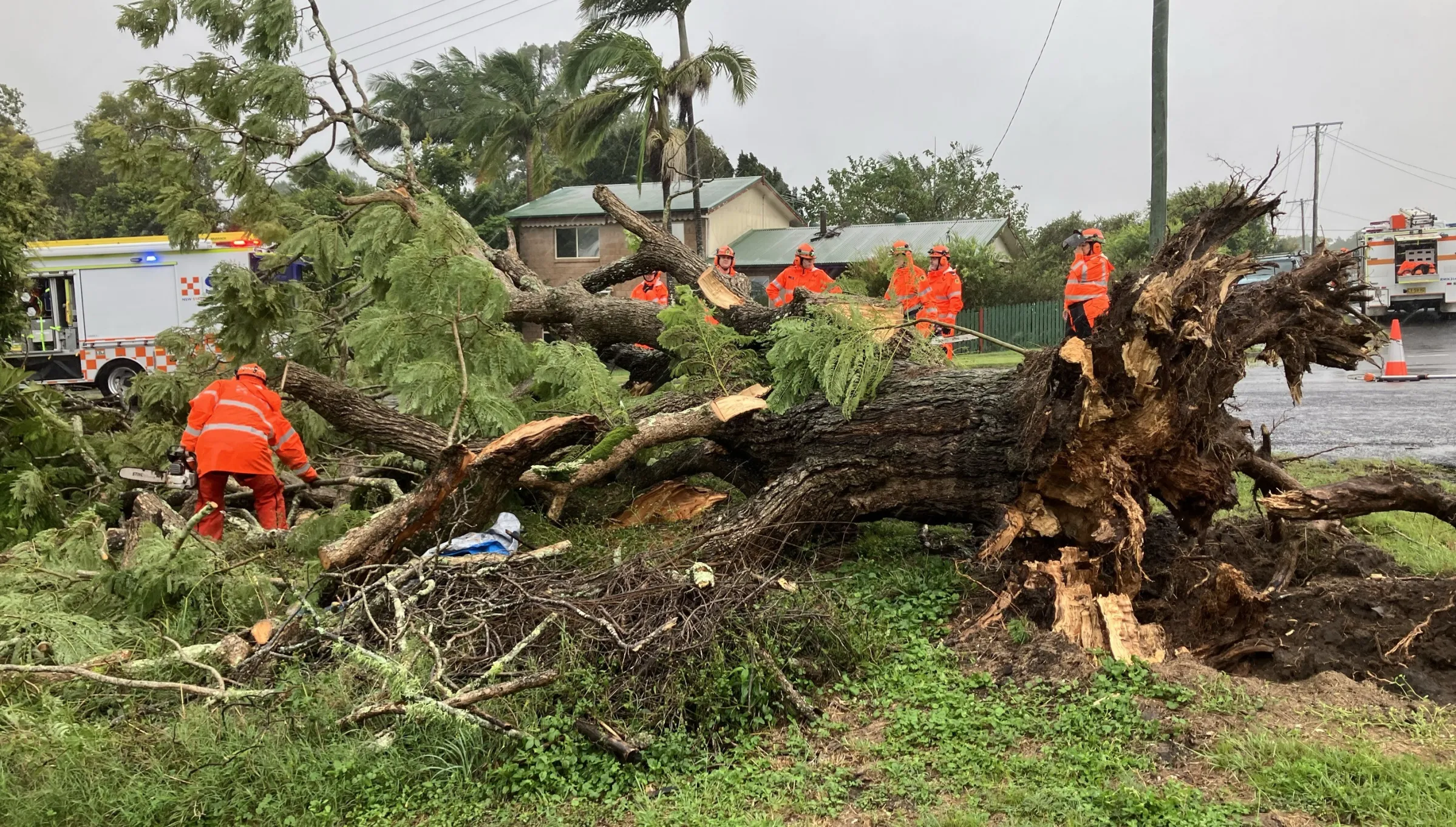 Volunteers working around a tree