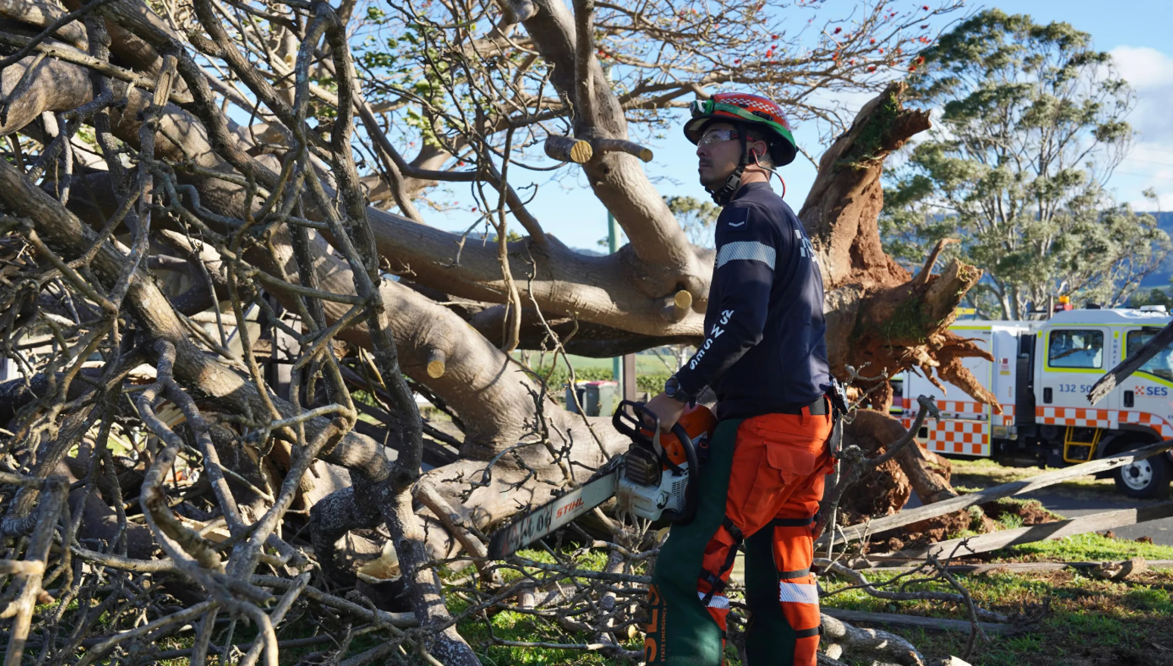 Chainsaw operator cutting a tree