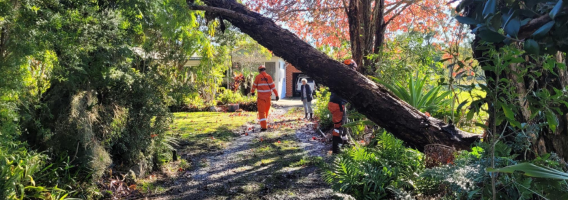 Volunteers helping with fallen tree Taree 26 May 2025
