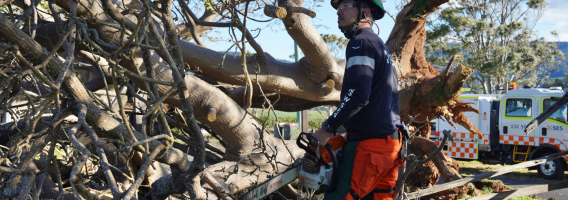 Chainsaw operator cutting a tree